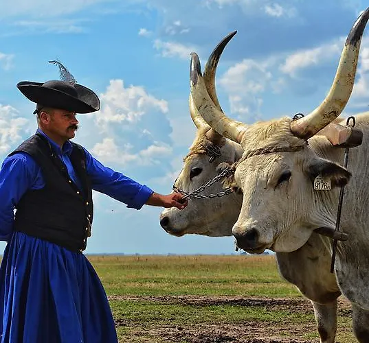 Oda ve Kahvaltı Tisza - Panzio